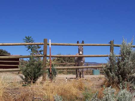 Larry Real Estate in Bear Valley Springs Tehachapi! 